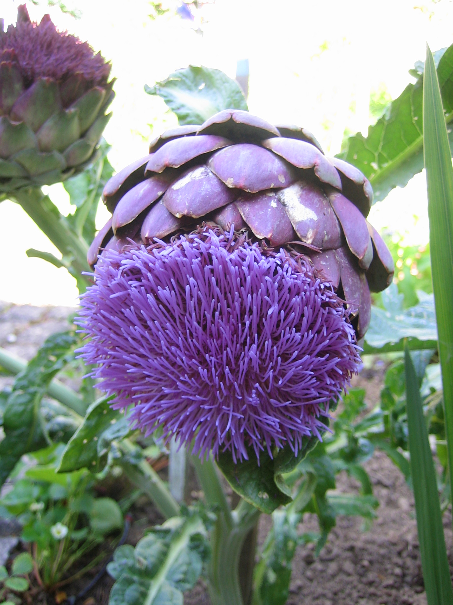 Artichoke - photo by A. Bowen